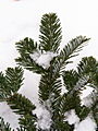 Abies nubidica IMG_4742 Jodła numidyjska